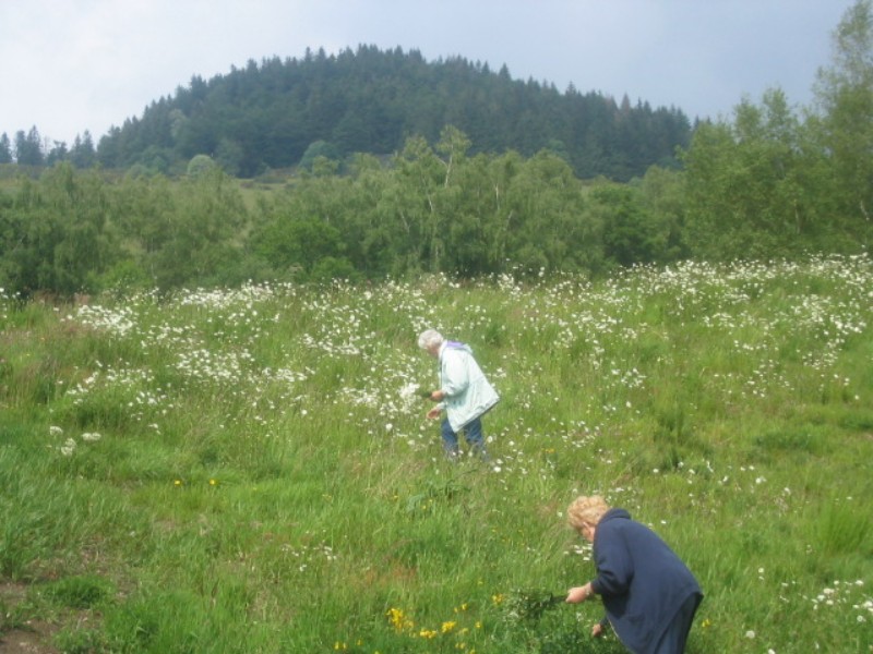 ../Images/d La cueillette des marguerites a la chapelle des Ves.jpg